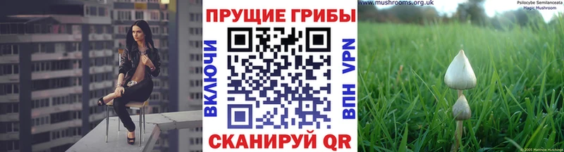 Галлюциногенные грибы GOLDEN TEACHER  цена   это как зайти  Светлый 